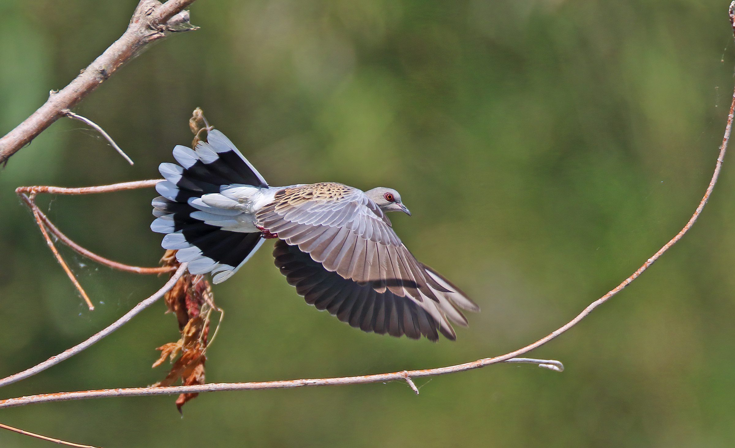 The fan of the wild dove