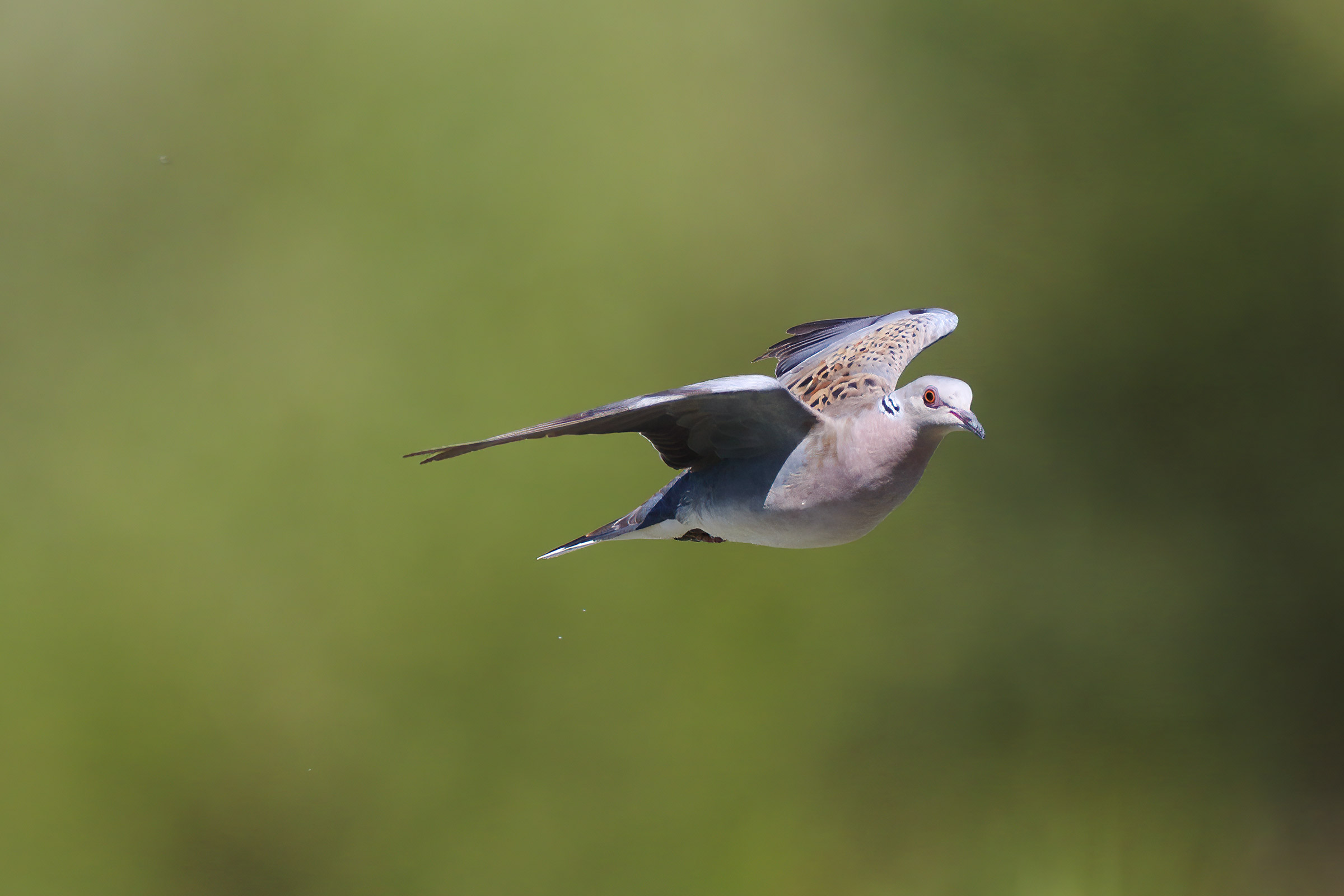 After the abbaverata