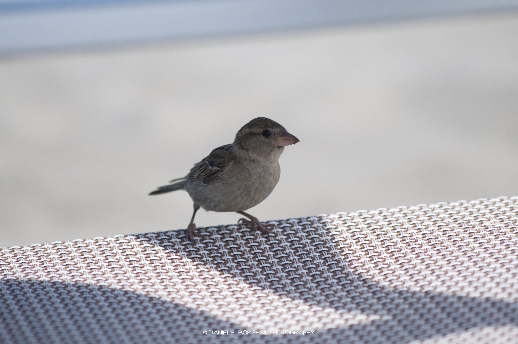 Meeting on the deckchair
