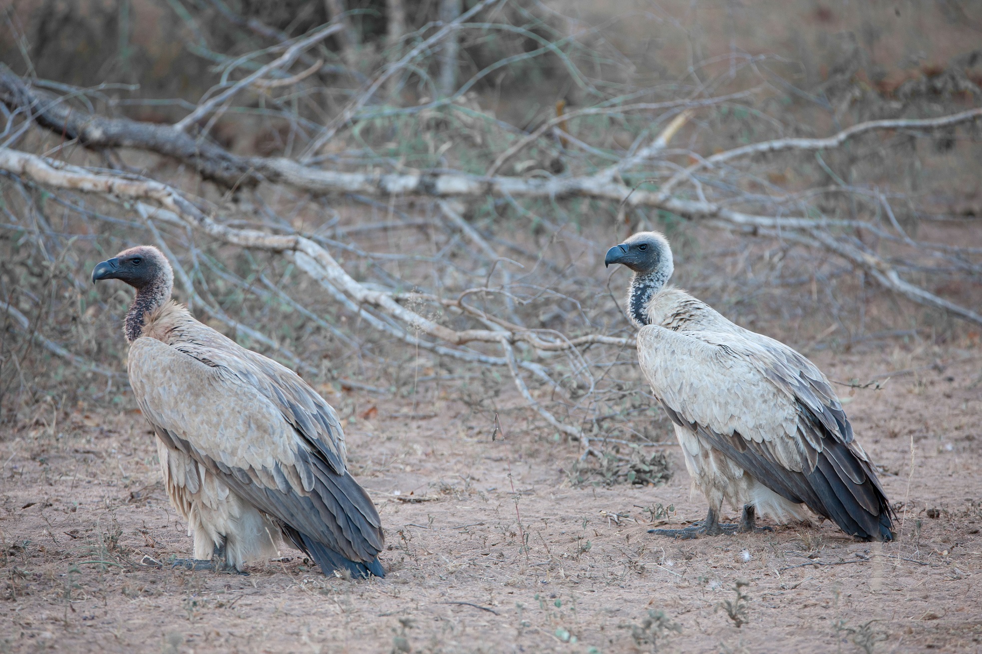 Esemplari di avvoltoio bianco