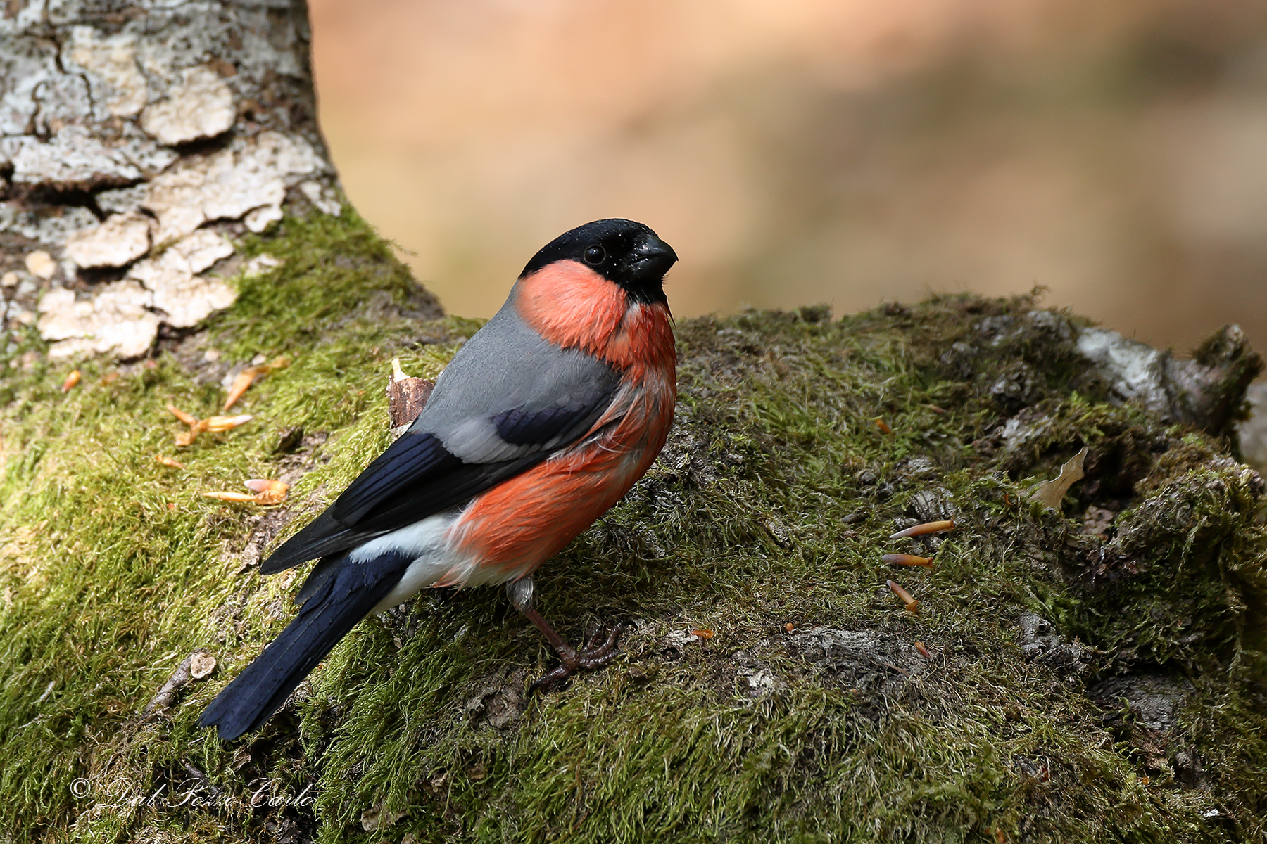 Eurasian bullfinch