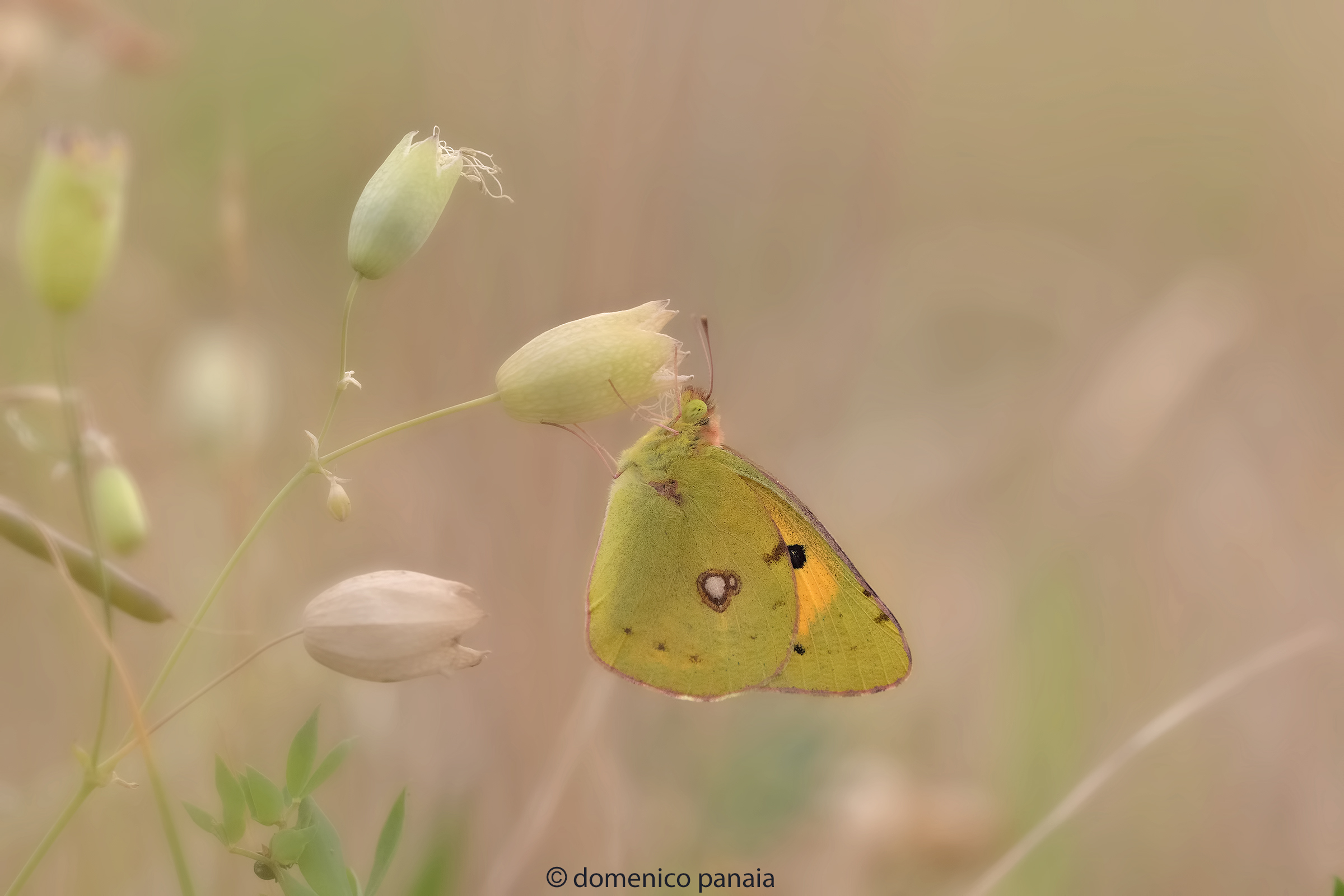 colias