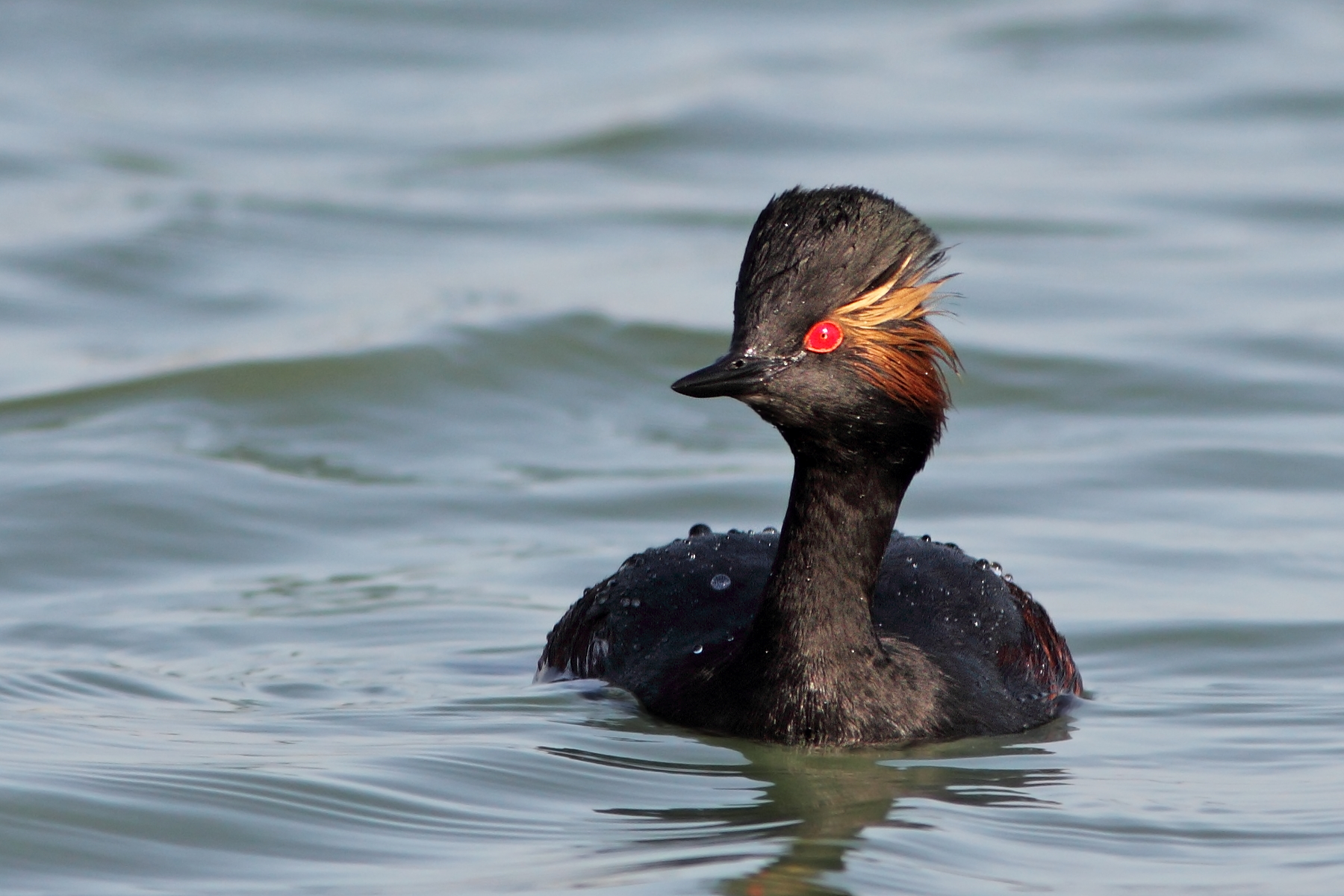 Black-necked Grebe 1