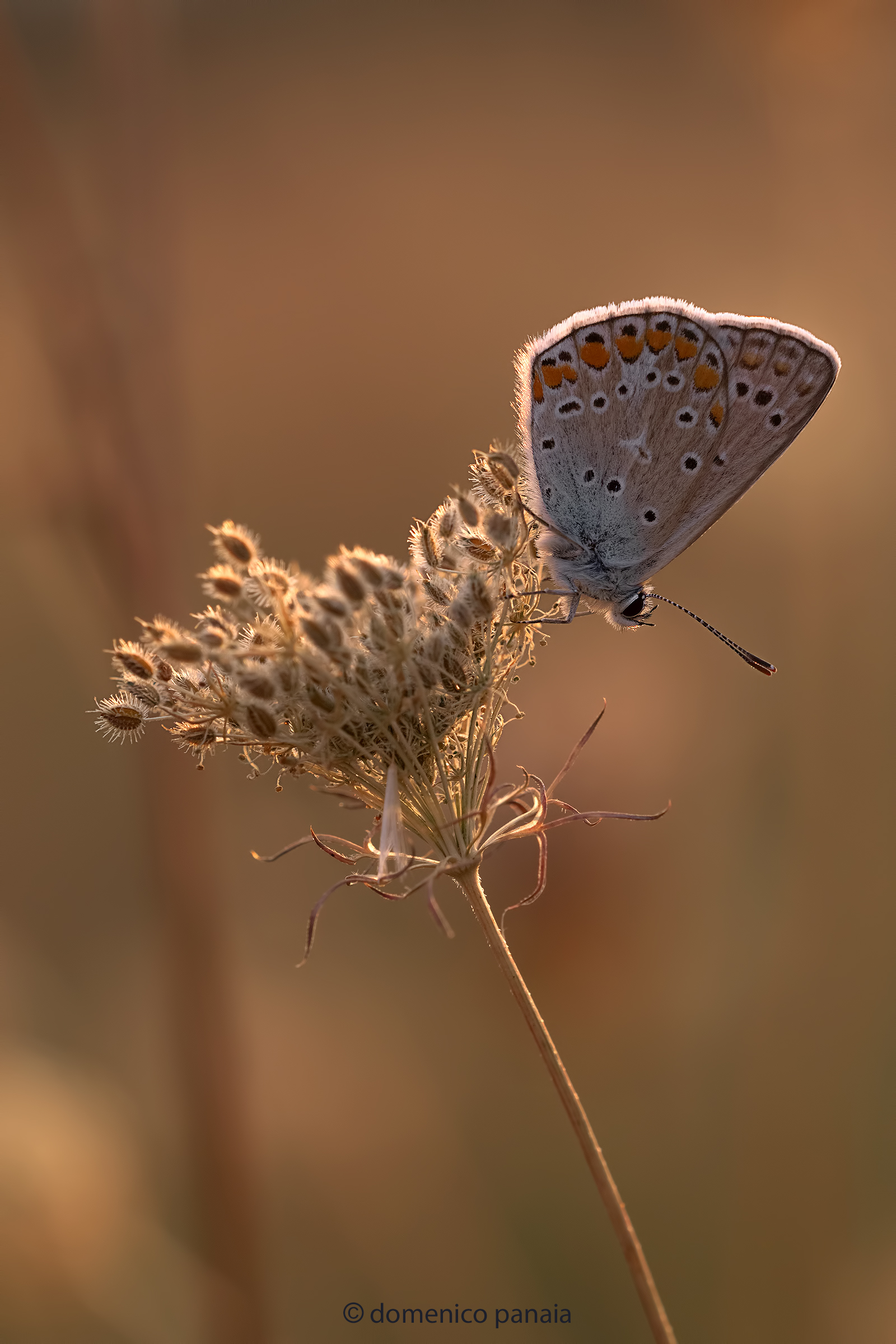 polyommatus icarus