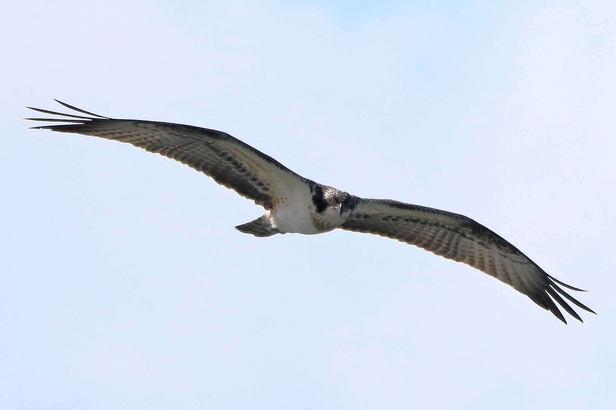 Osprey