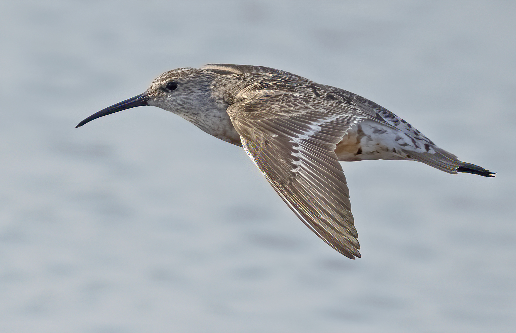 ritratto in  volo piovanello