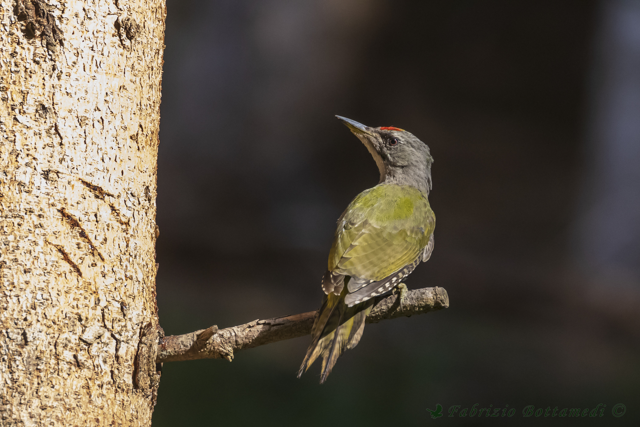 Male gray woodpecker in all its splendor....