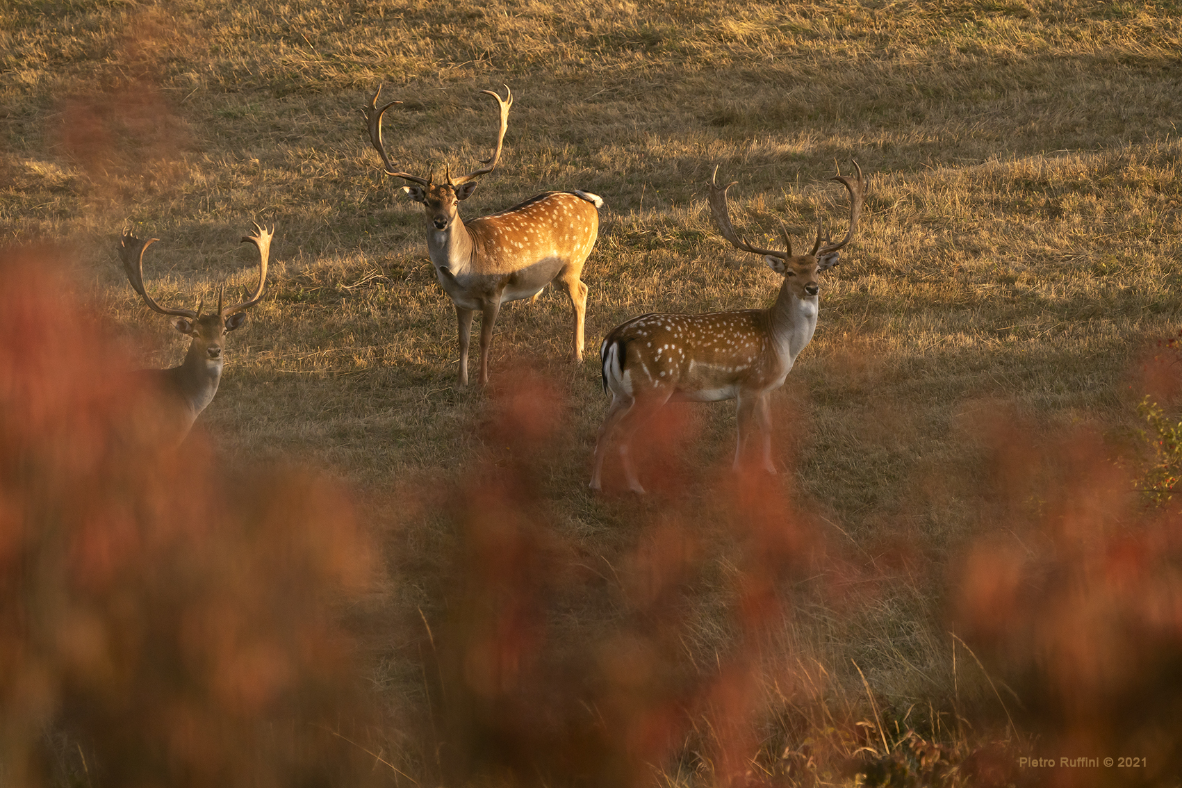 Deer at sunset