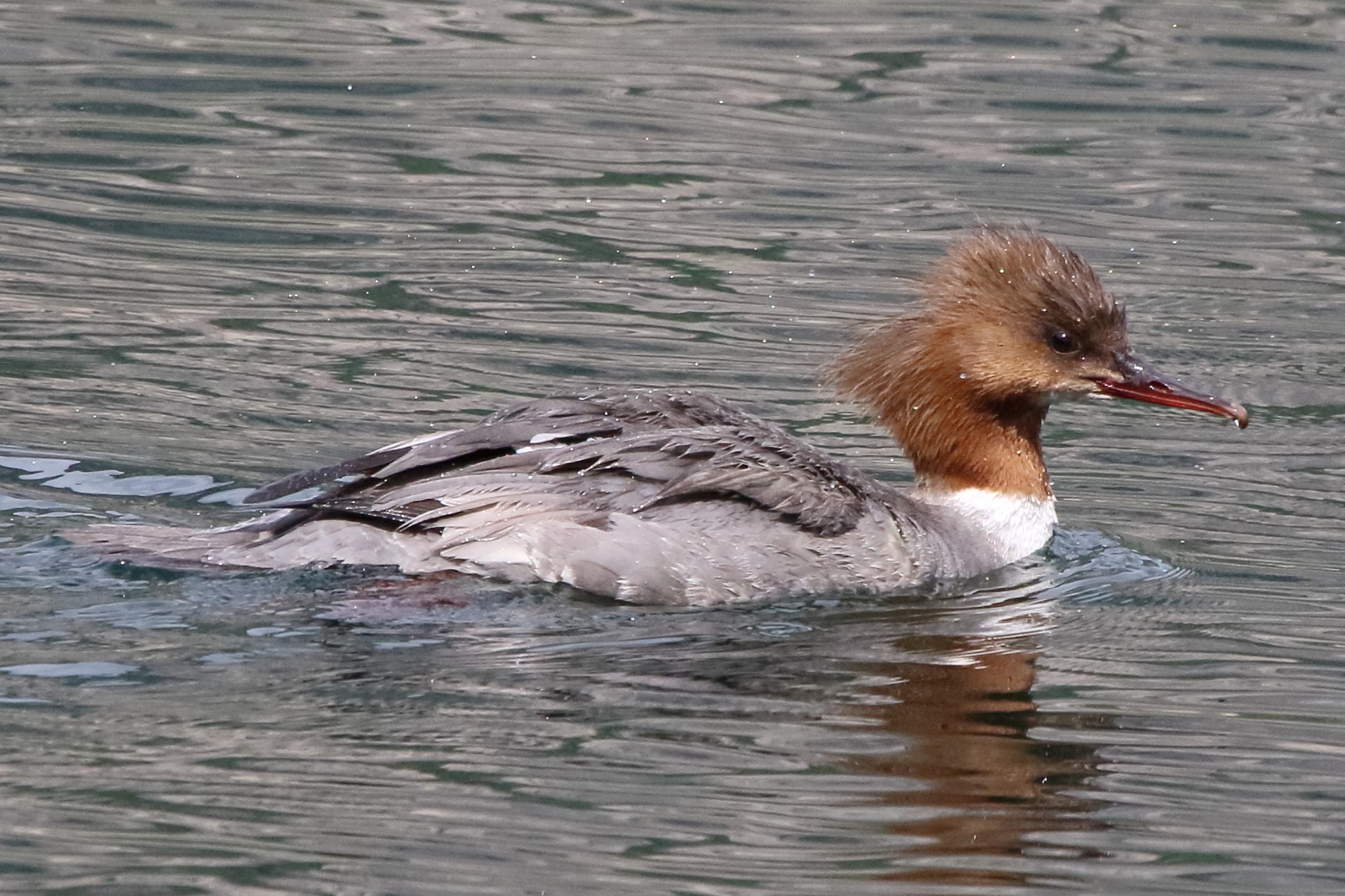 merganser