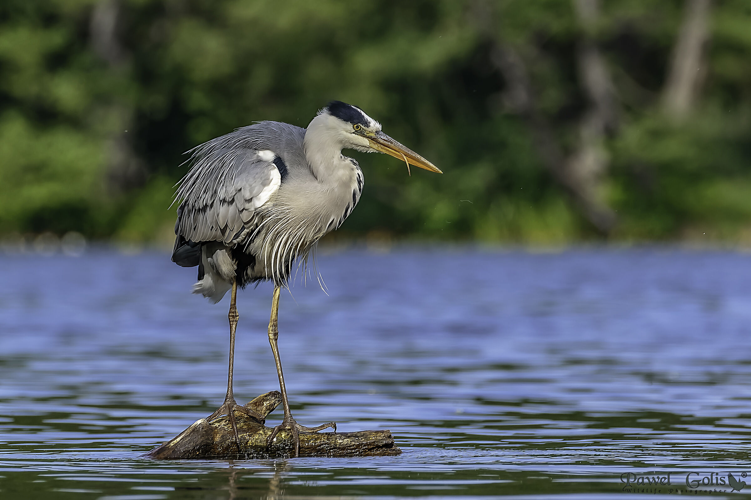 Airone grigio (Ardea cinerea)