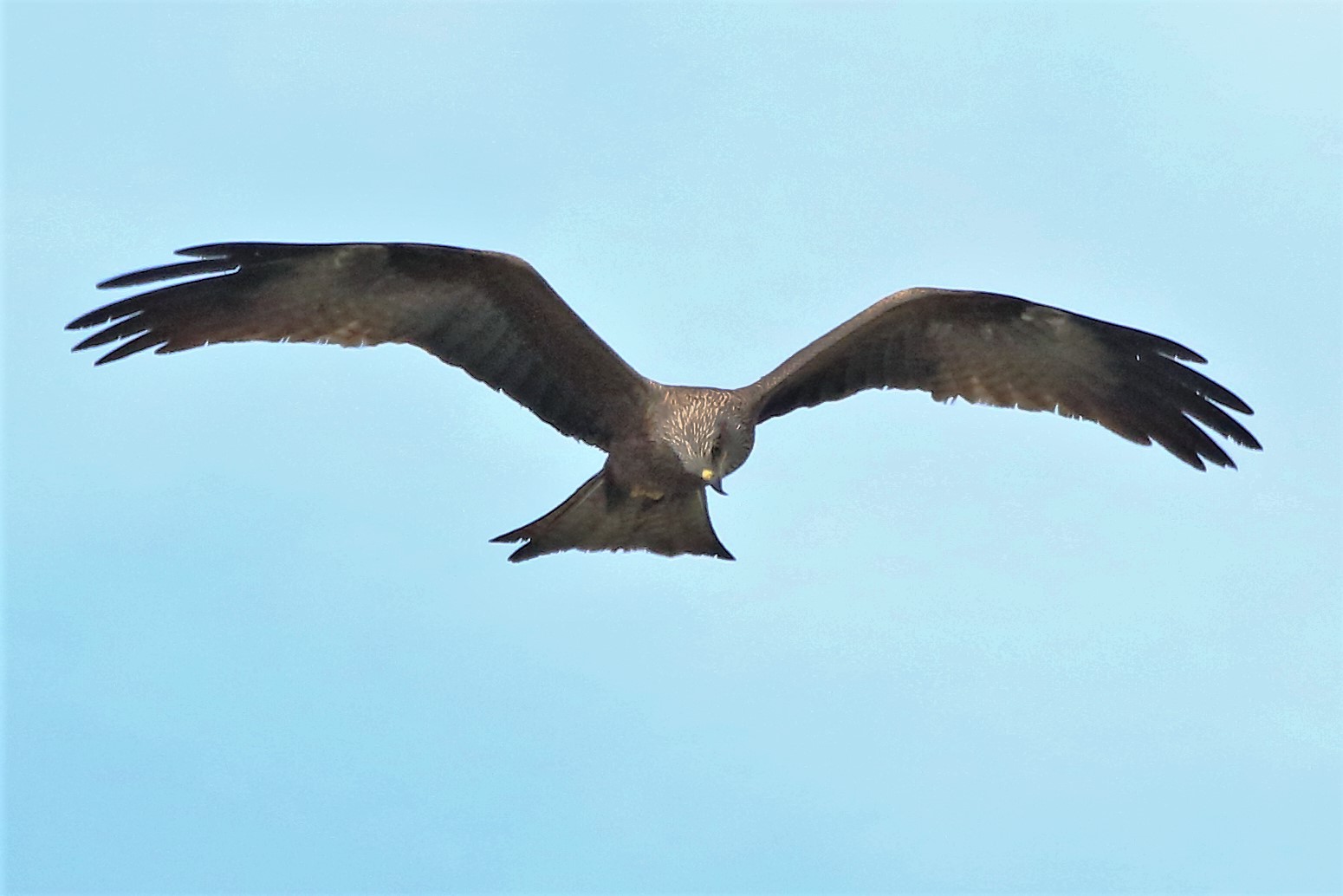 black kite