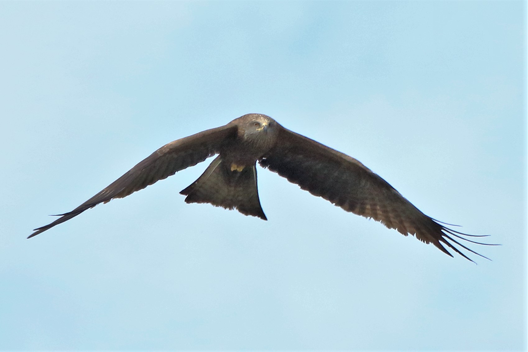 black kite