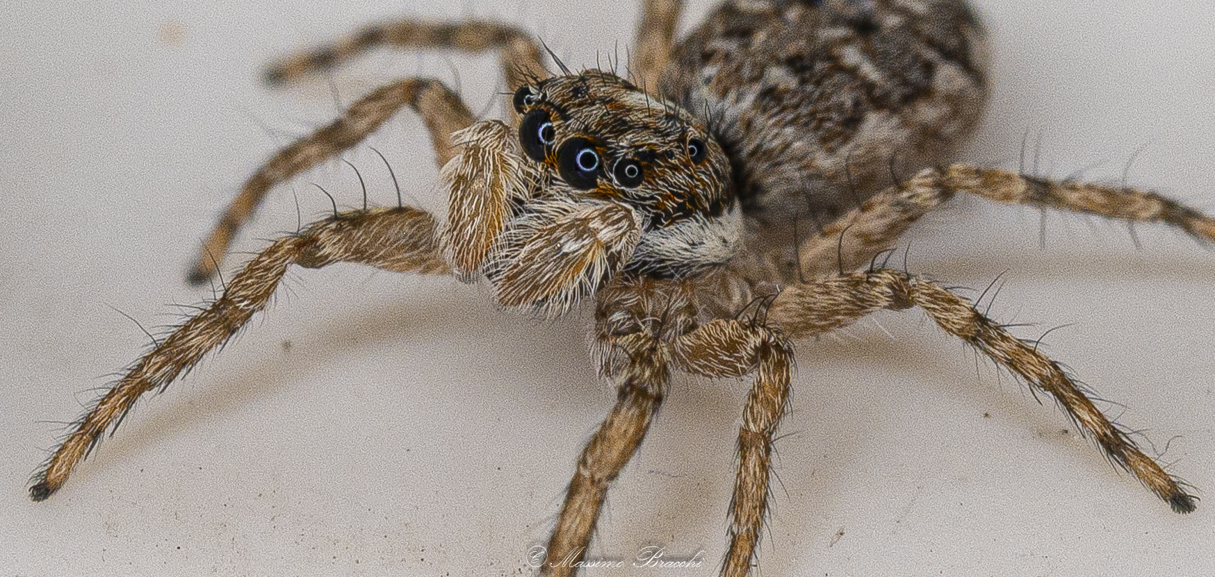Menemerus semilimbatus