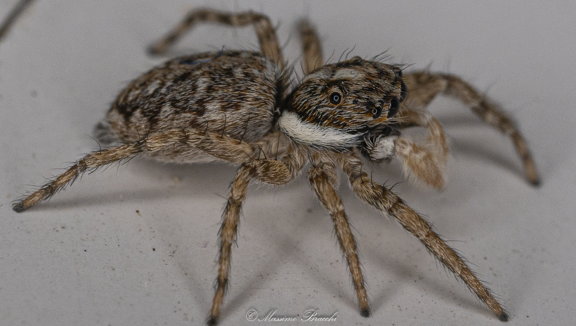 Menemerus semilimbatus