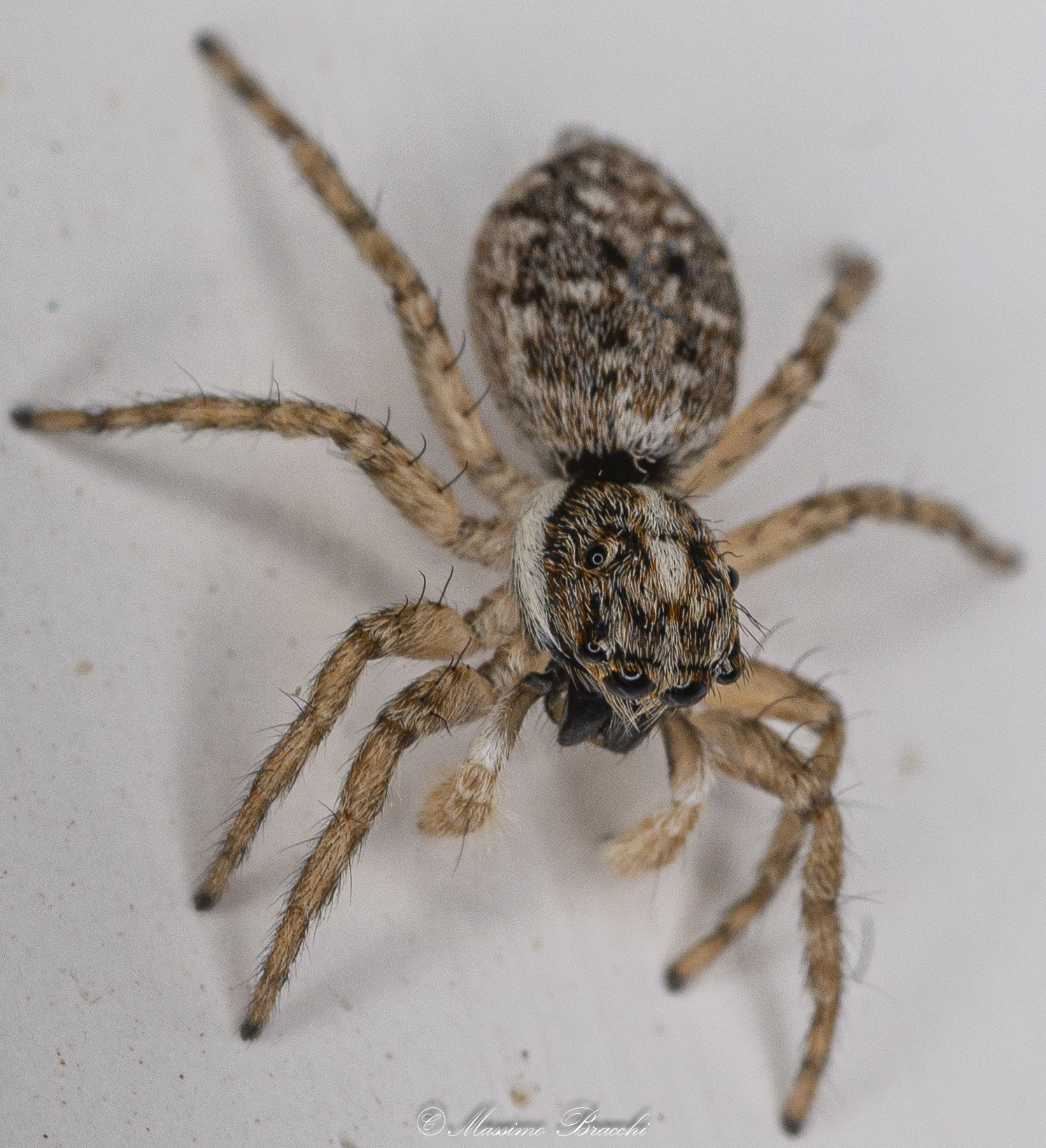 Menemerus semilimbatus