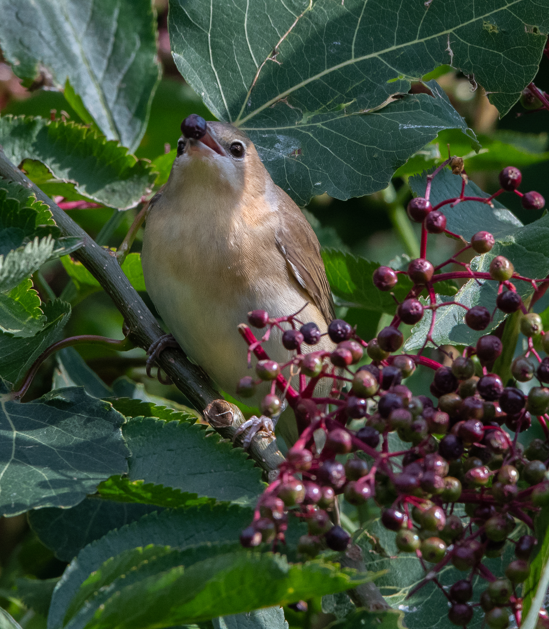 Beccafico sul sambuco
