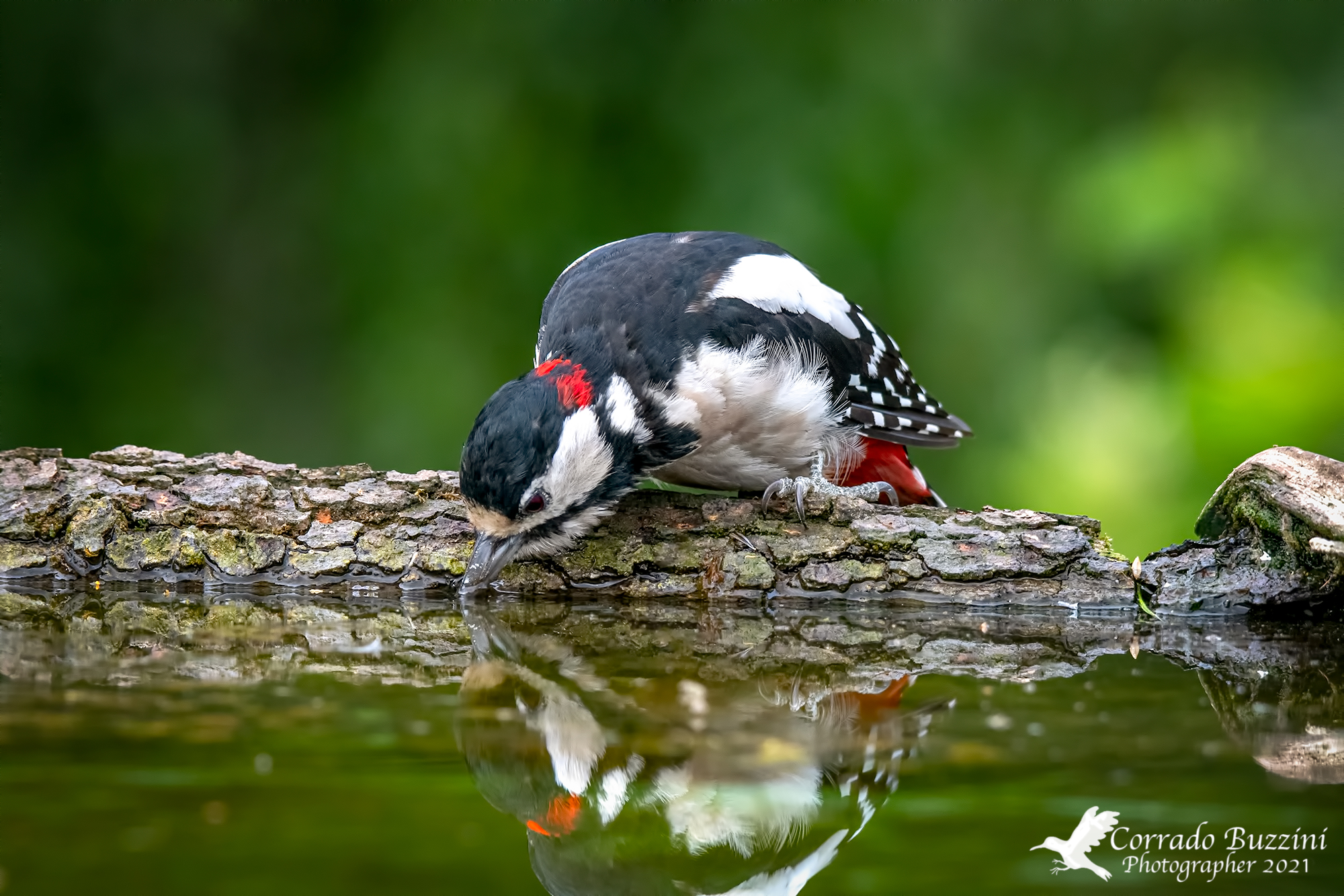 Thirsty woodpecker