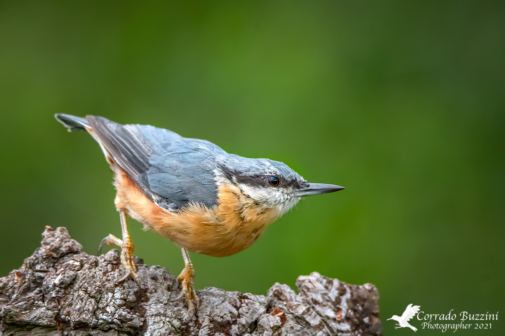 Wood nuthatch