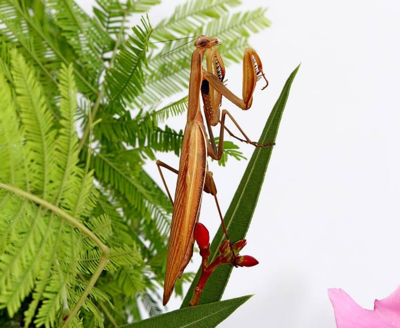 Mantis2