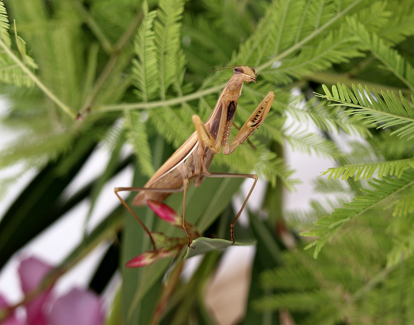 Mantis3