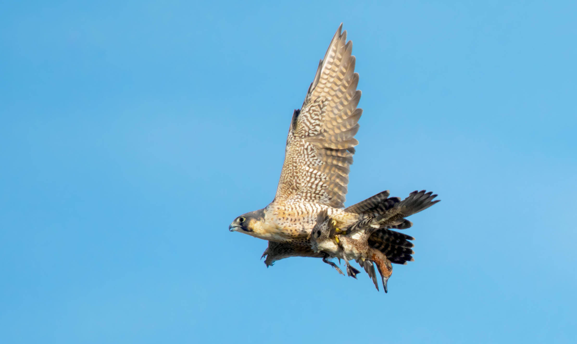 peregrine falcon and teal
