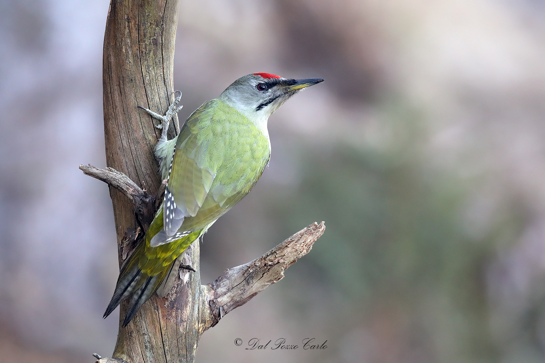 Grey-headed woodpecker