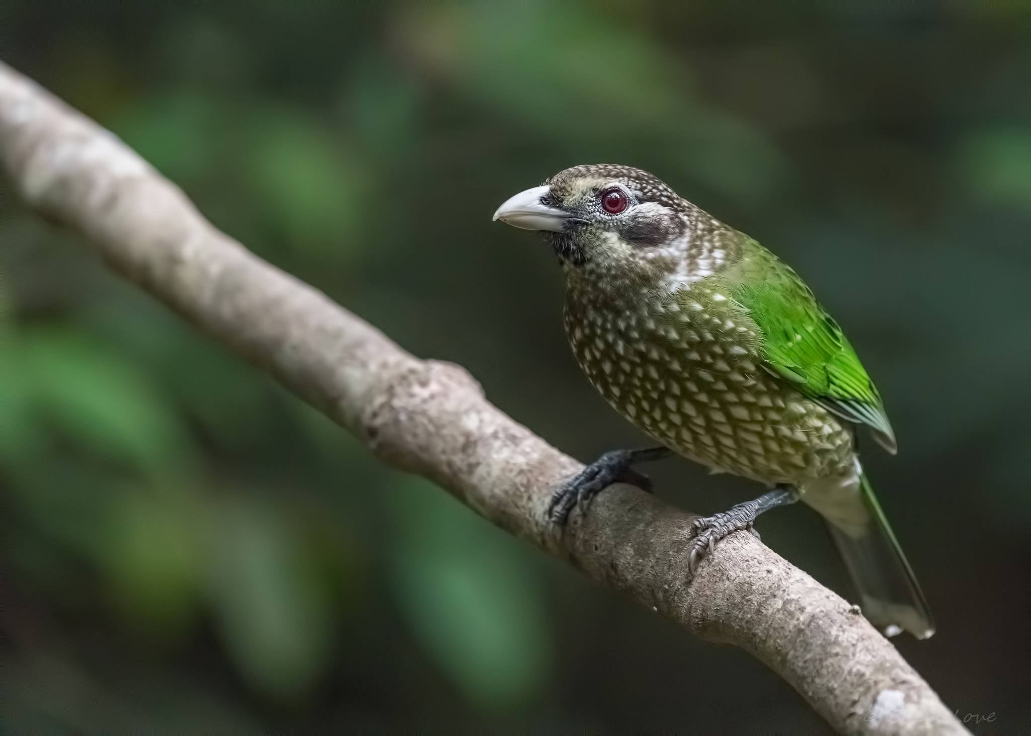 Spotted Catbird (Ailuroedus maculosus)