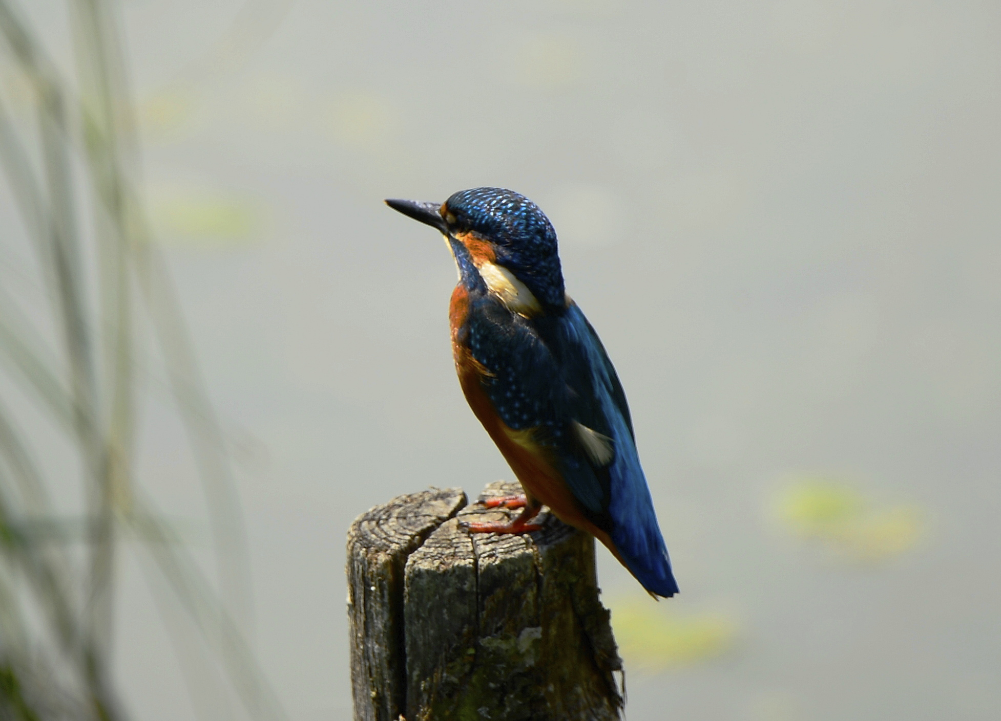 A bee-bee-and-bee-up