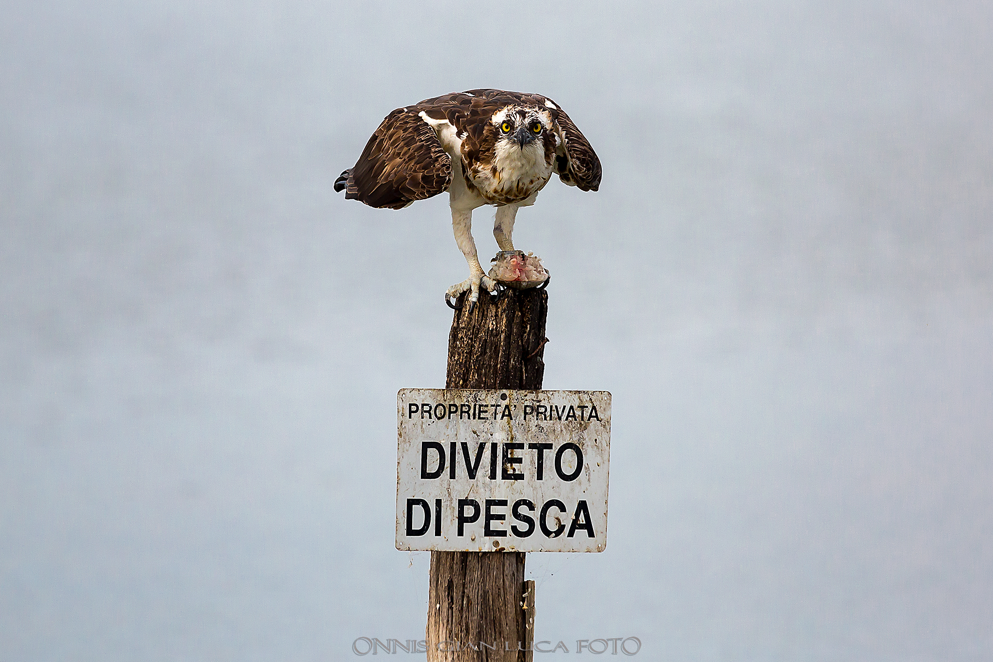 Falco Pescatore