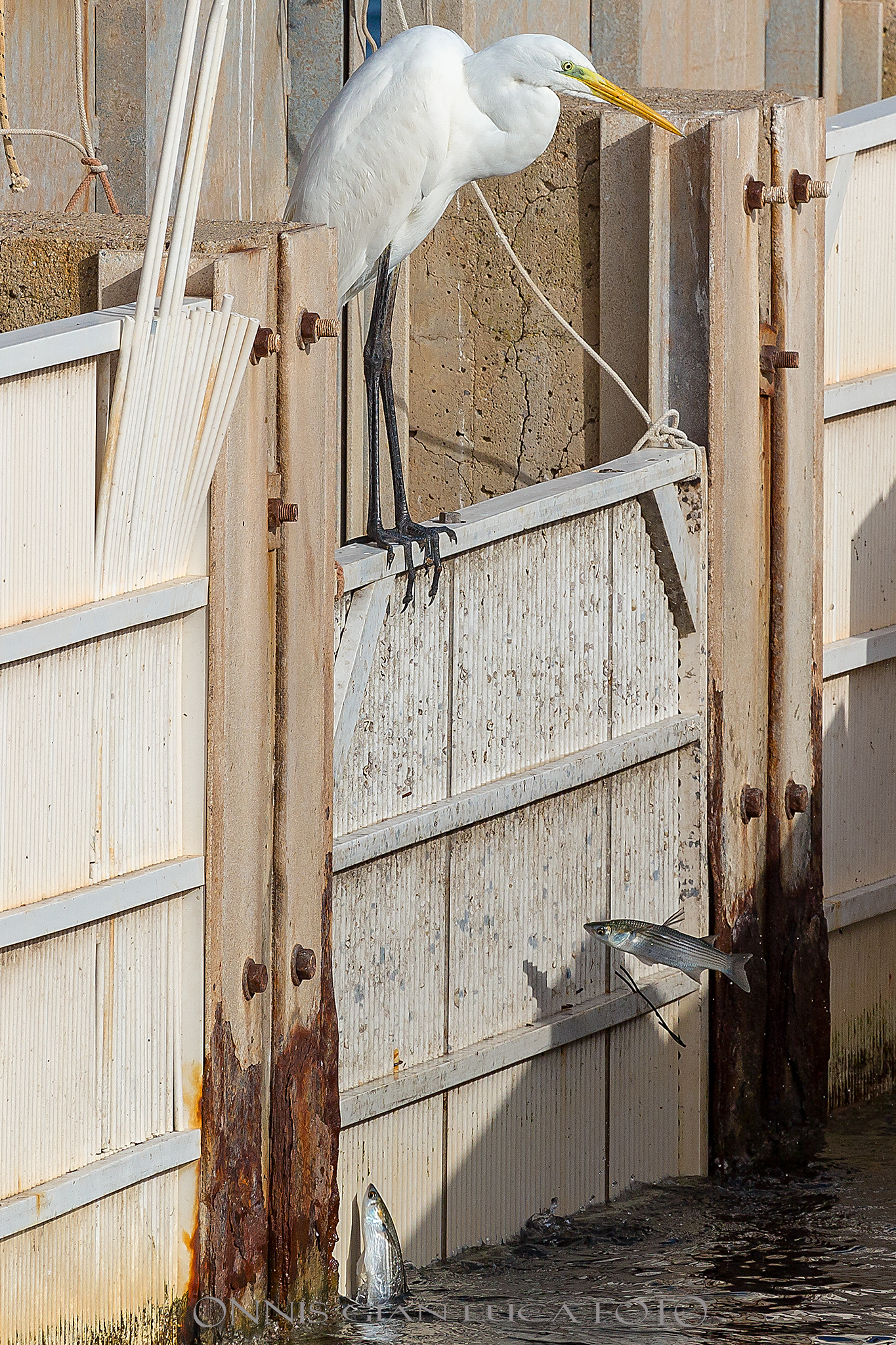 Airone Bianco Maggiore