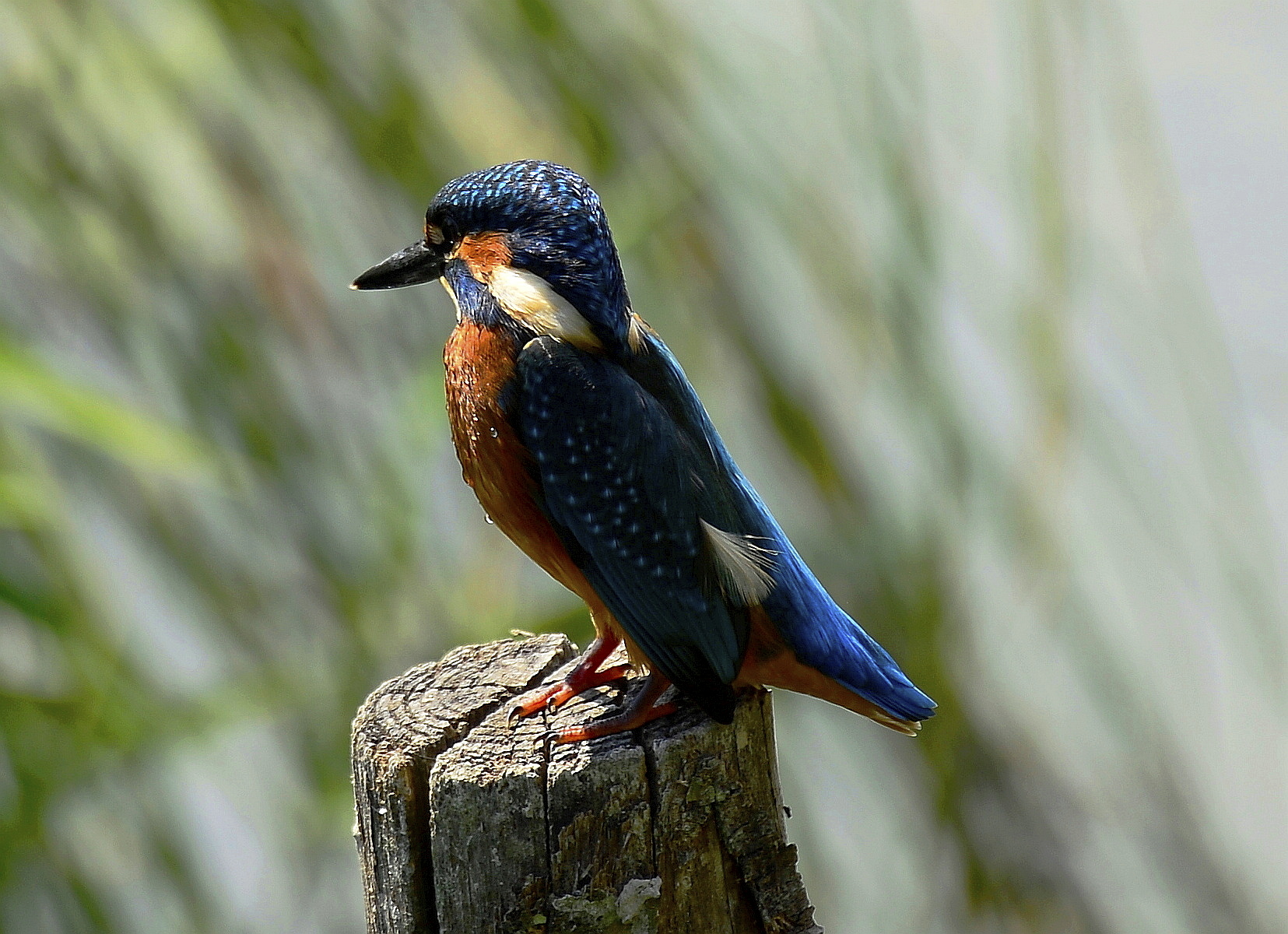 A bee-bee-and-bee-up