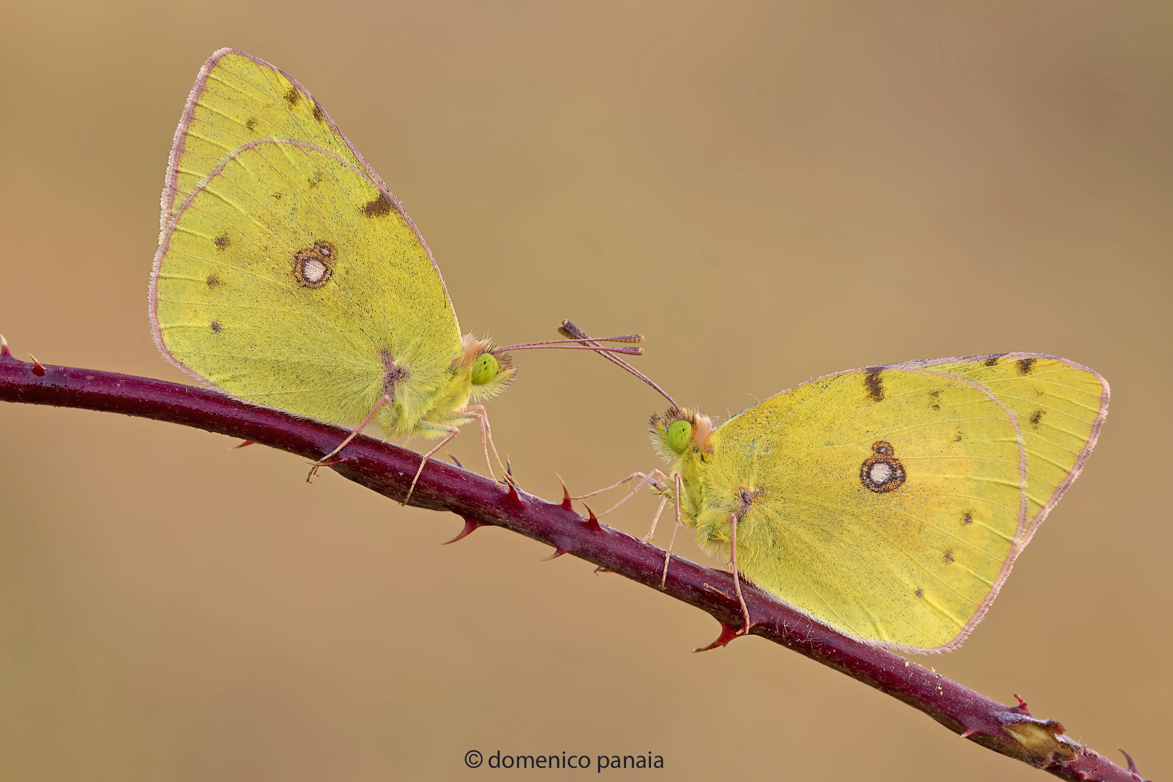 colias