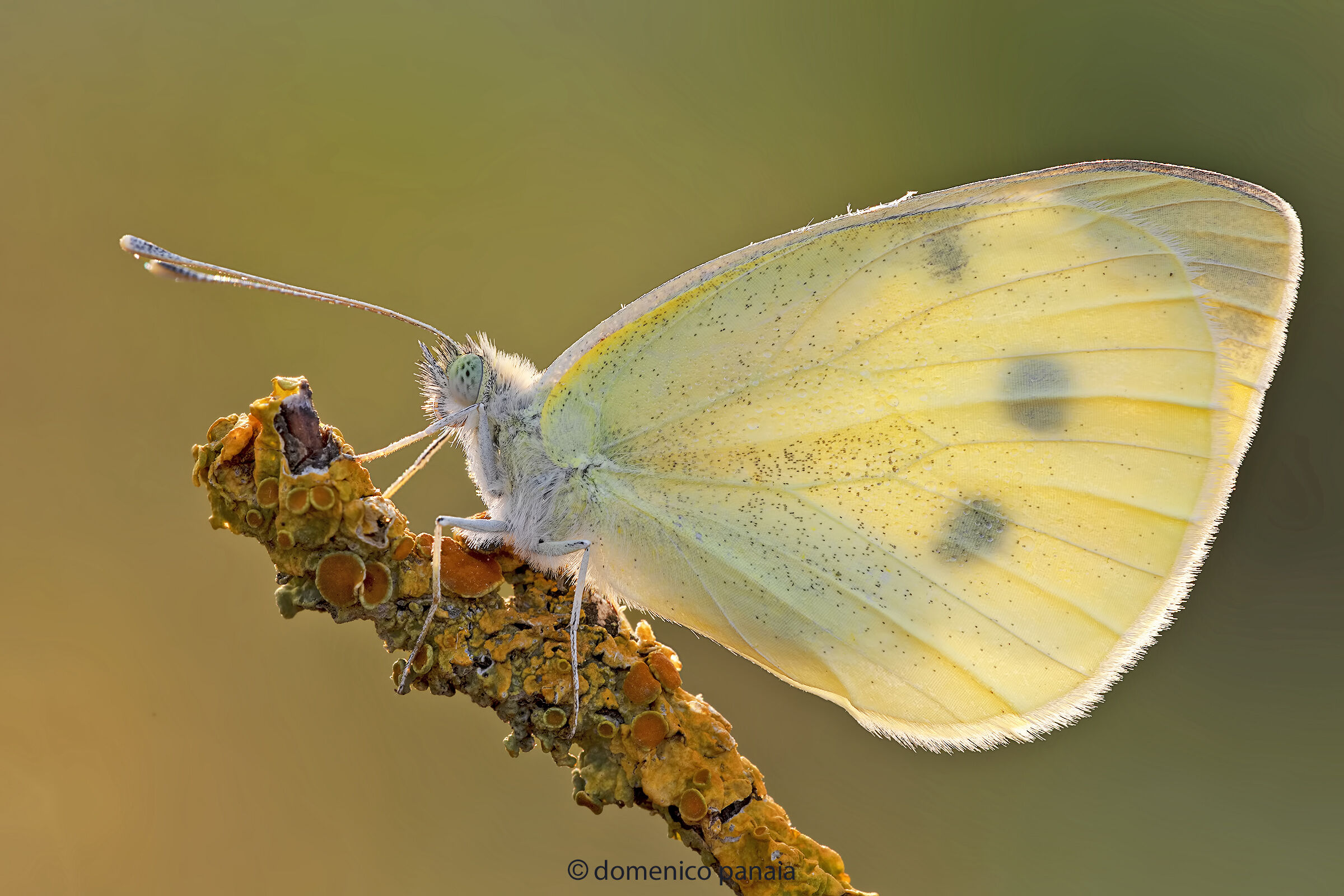 pieris in backlight