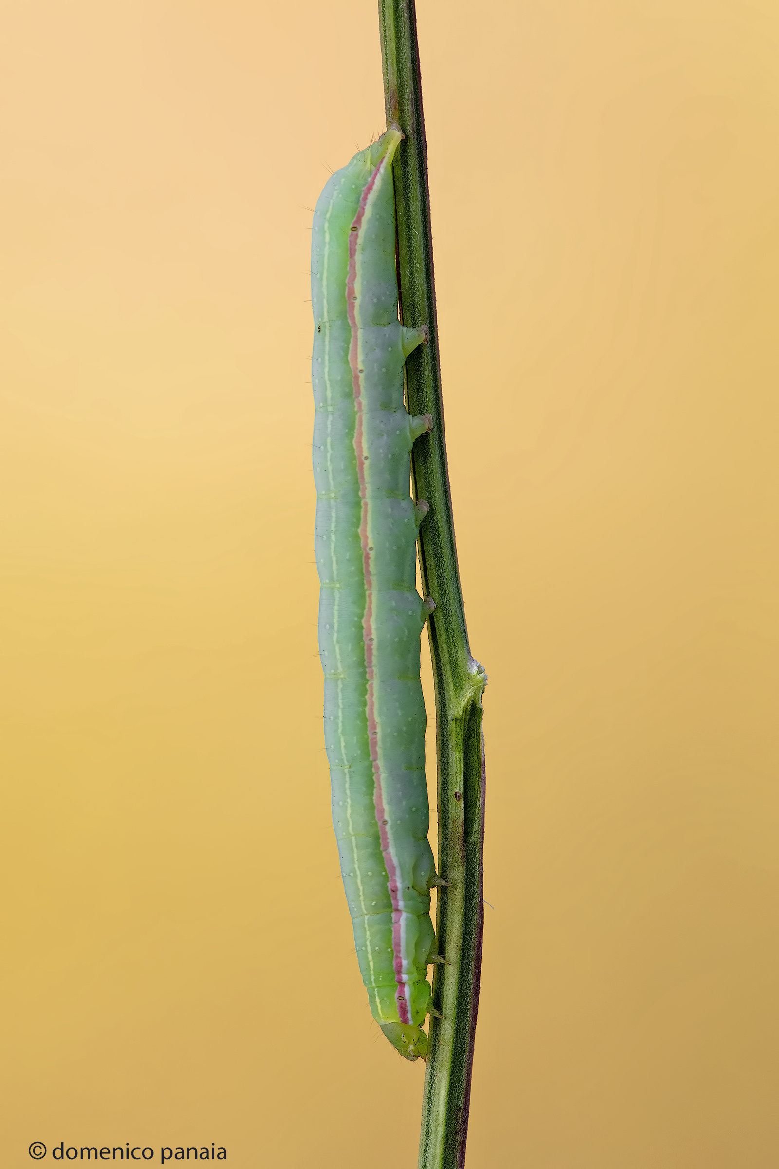 caterpillar of colias crocea (I think)
