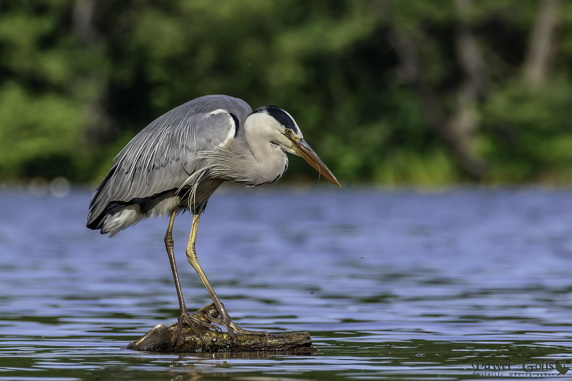 Grey heron (Ardea cinerea)