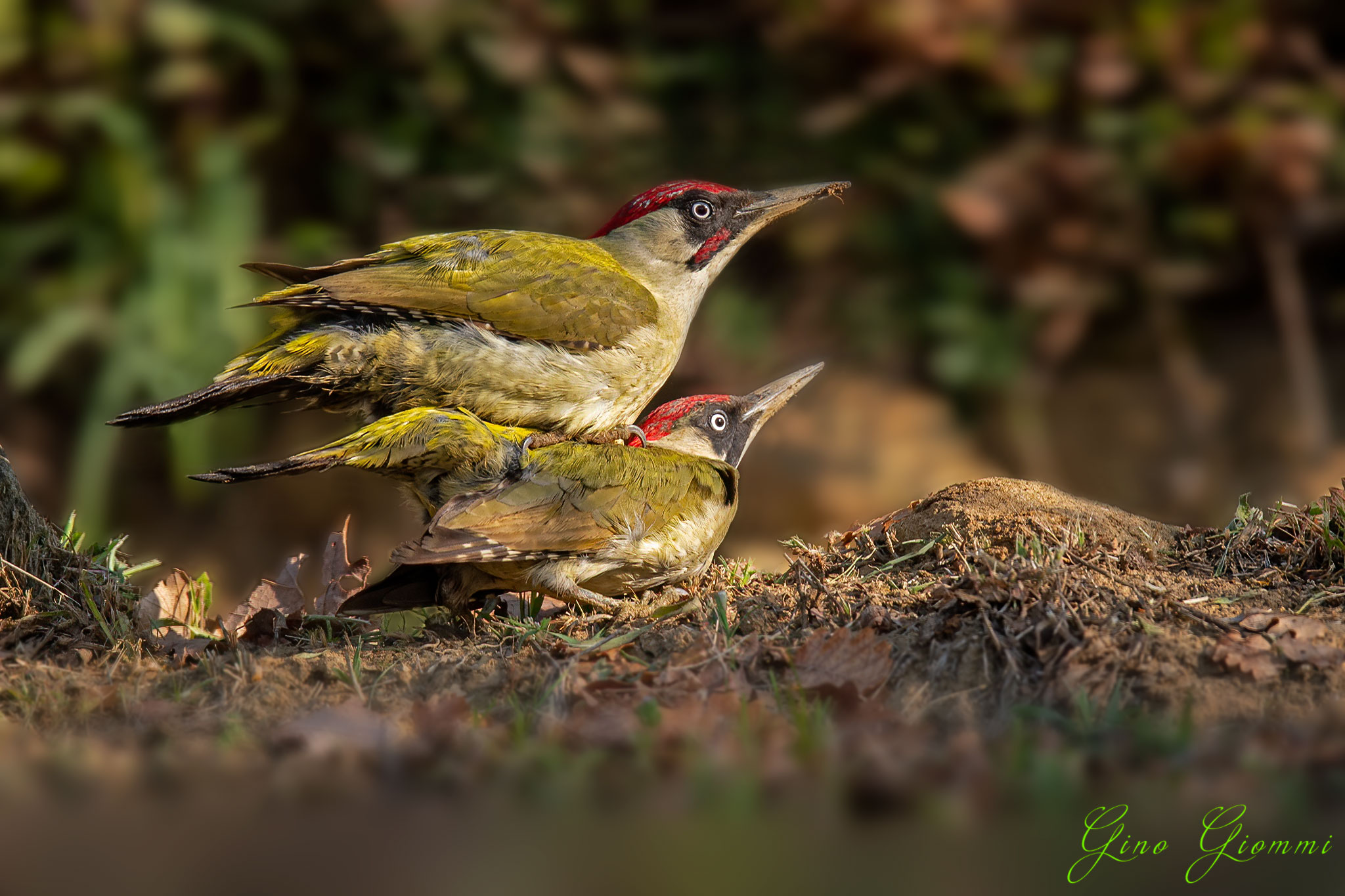 Mating Green woodpecker (rare moment)