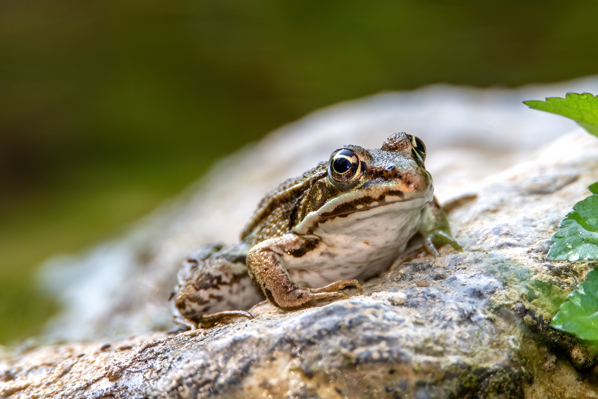 Rana comune (Pelophylax esculentus)