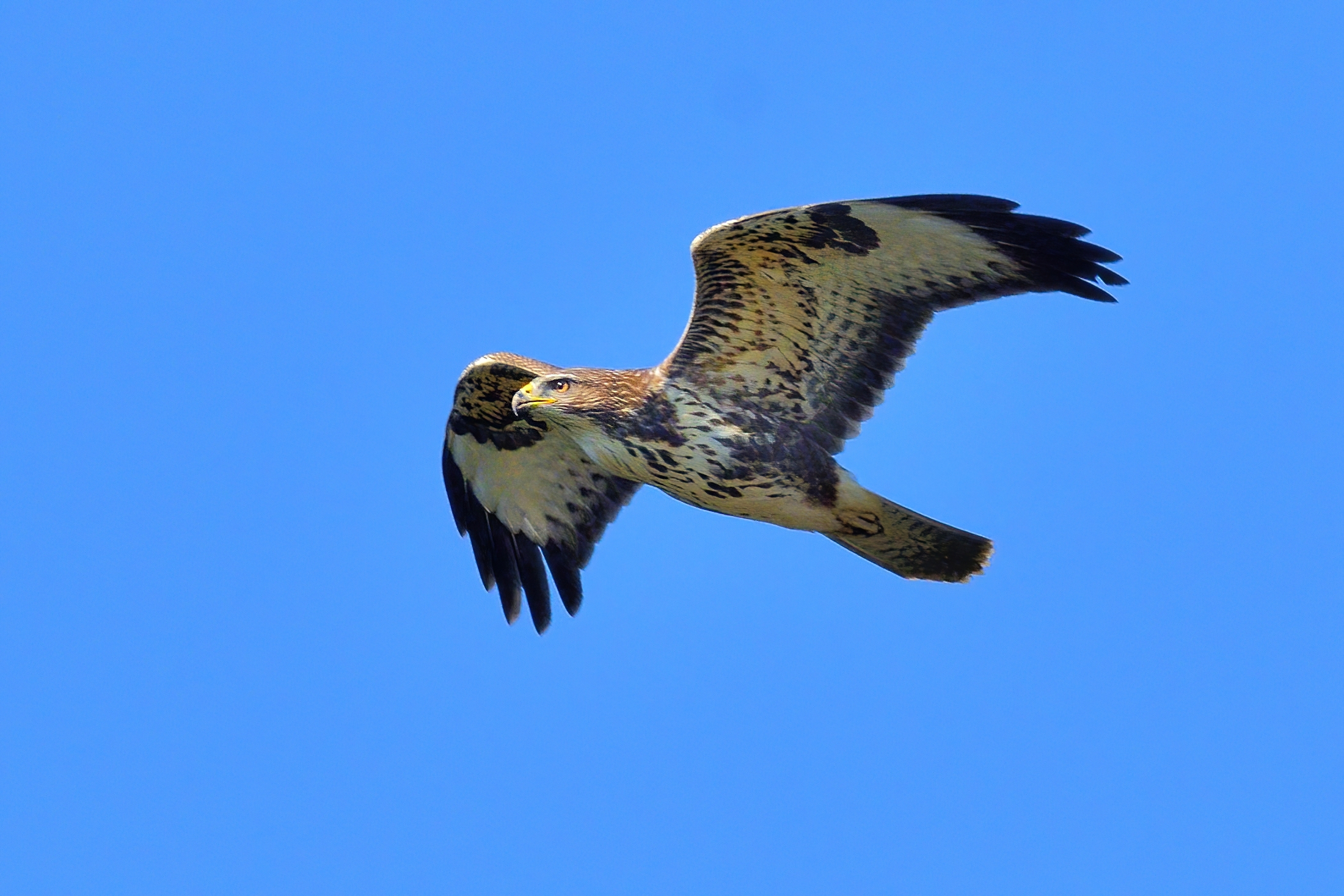 Poiana (Buteo buteo)