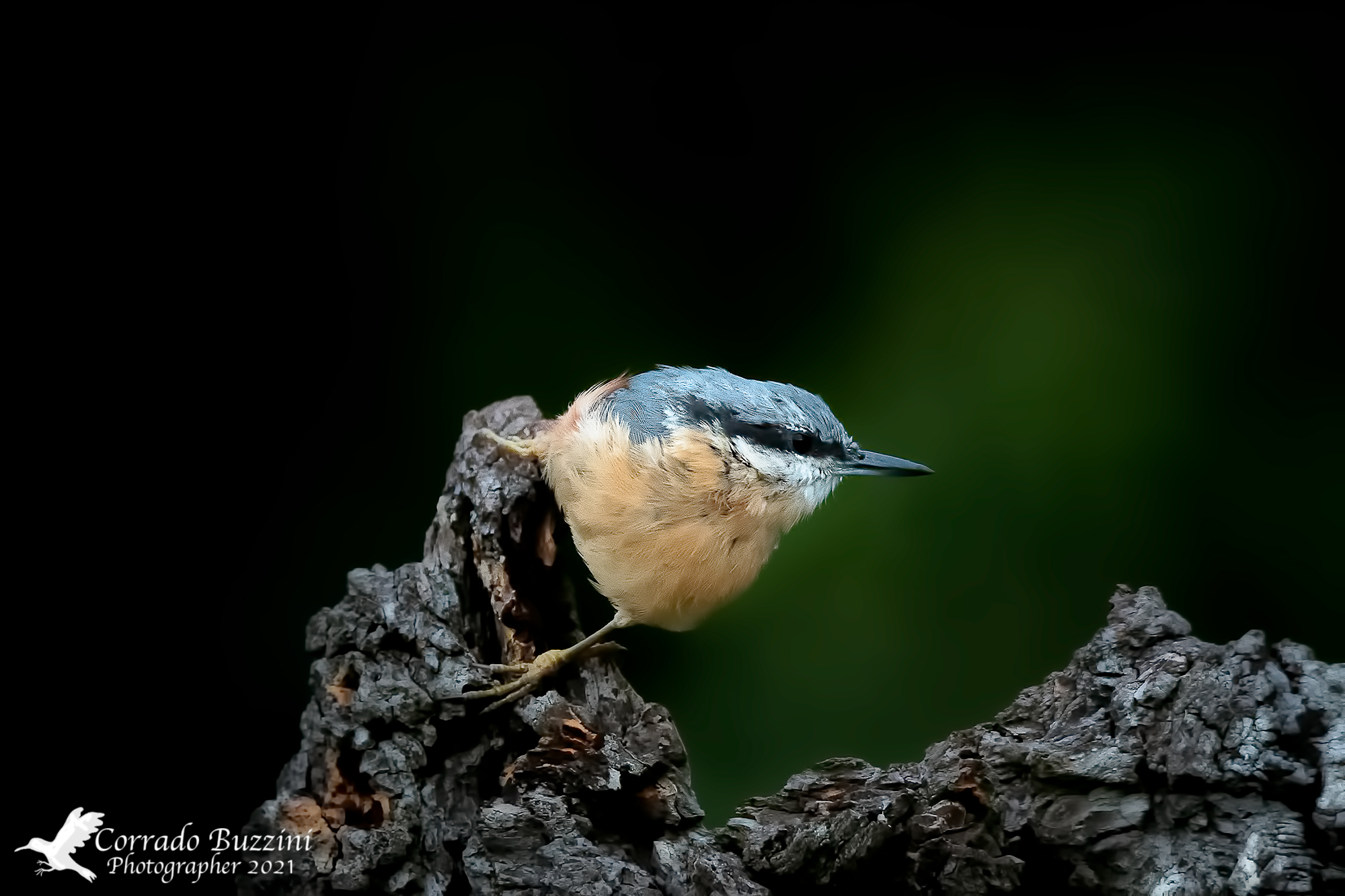 Wood nuthatch