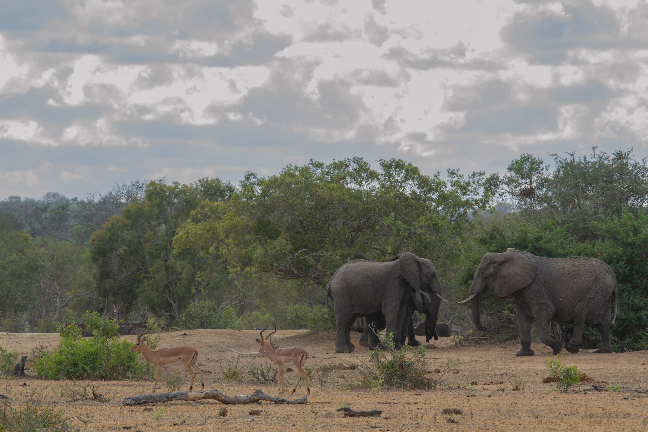 Battaglia in vista...