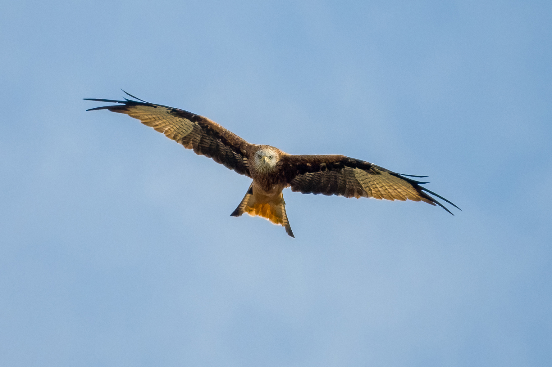 red kite