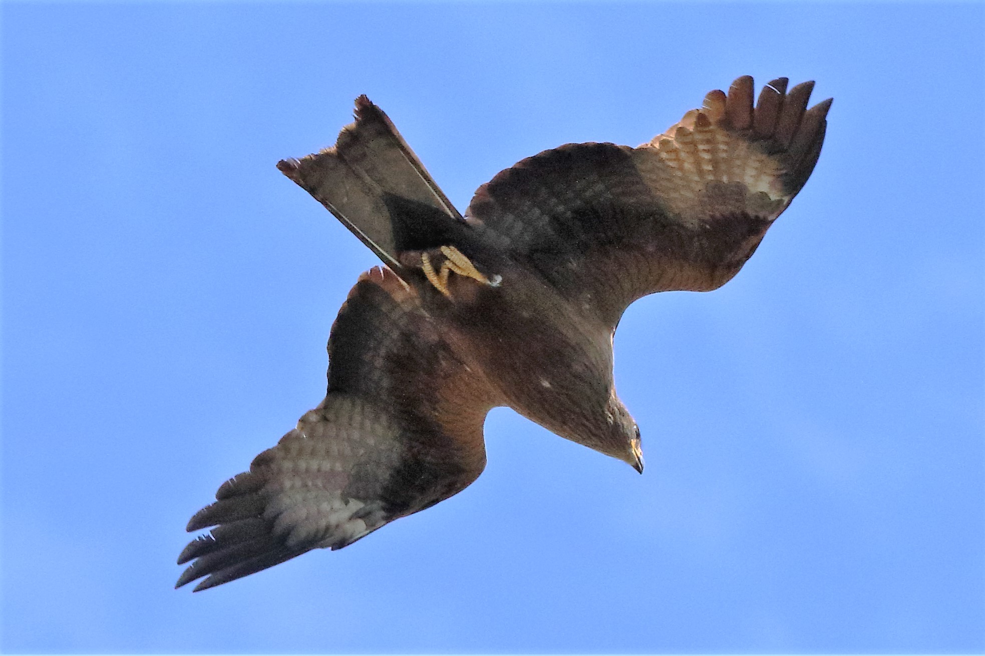Black kite