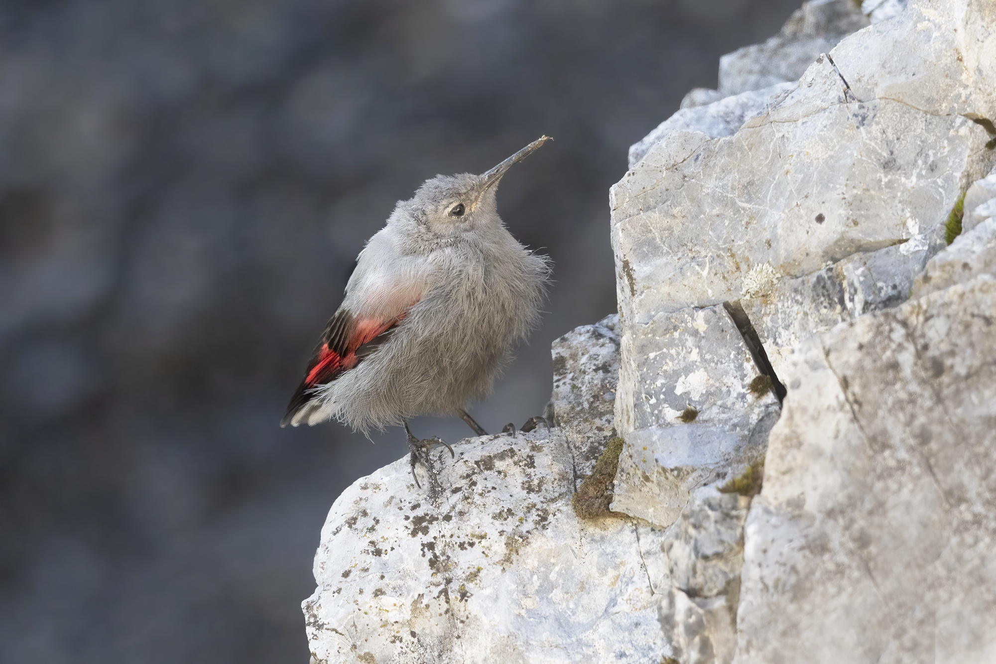 l'ambiente del picchio muraiolo