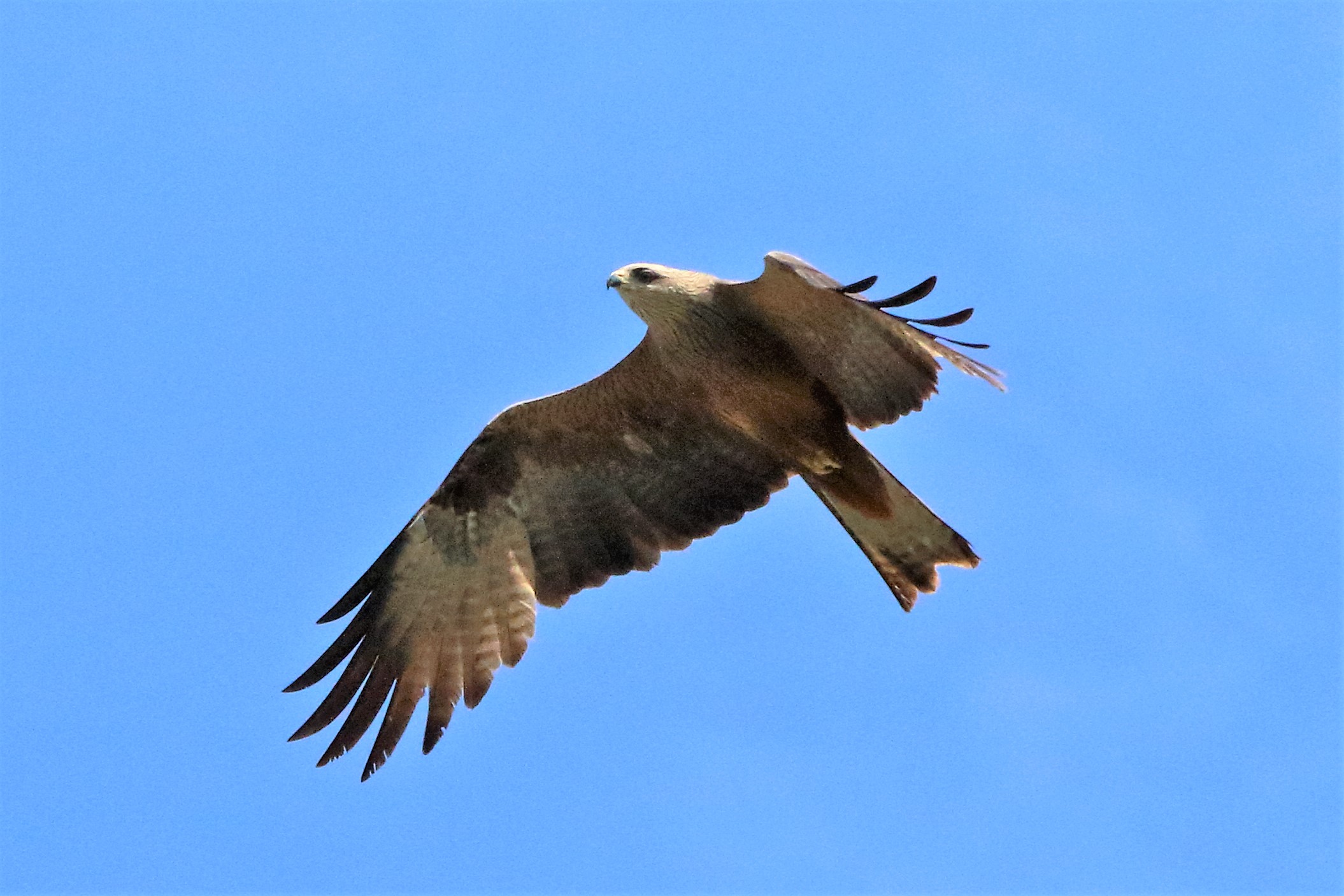 Black kite