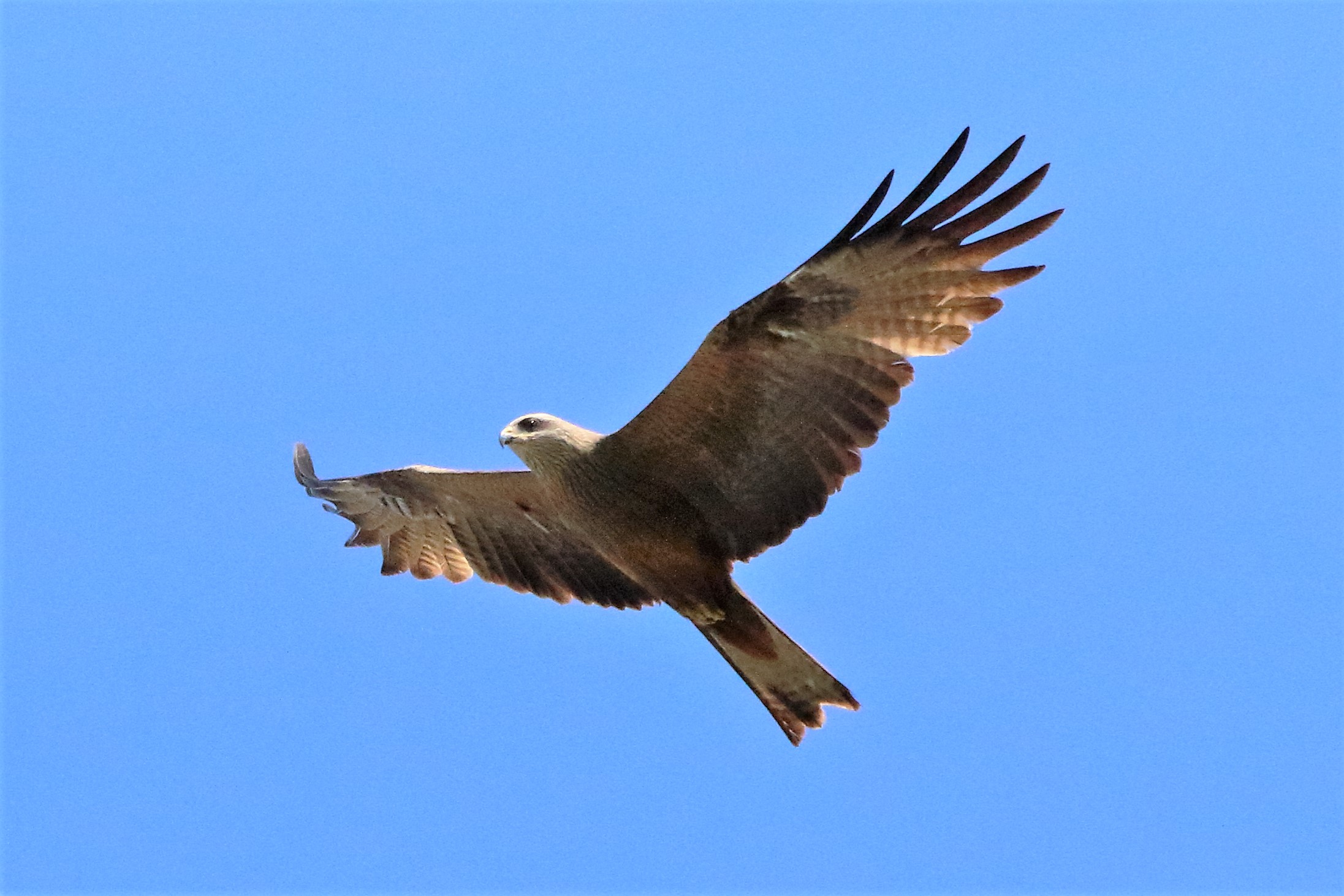 Black kite