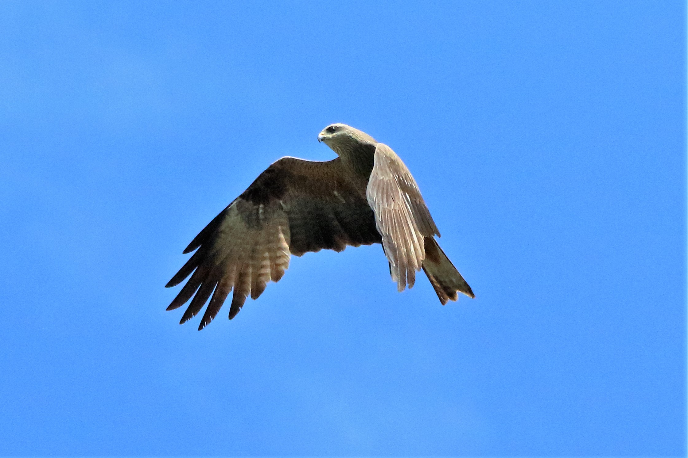 Black kite