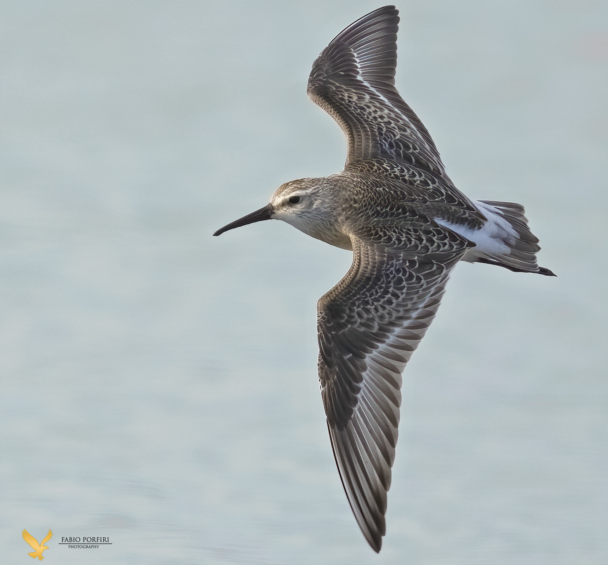 the turn ... curlew sandpiper..