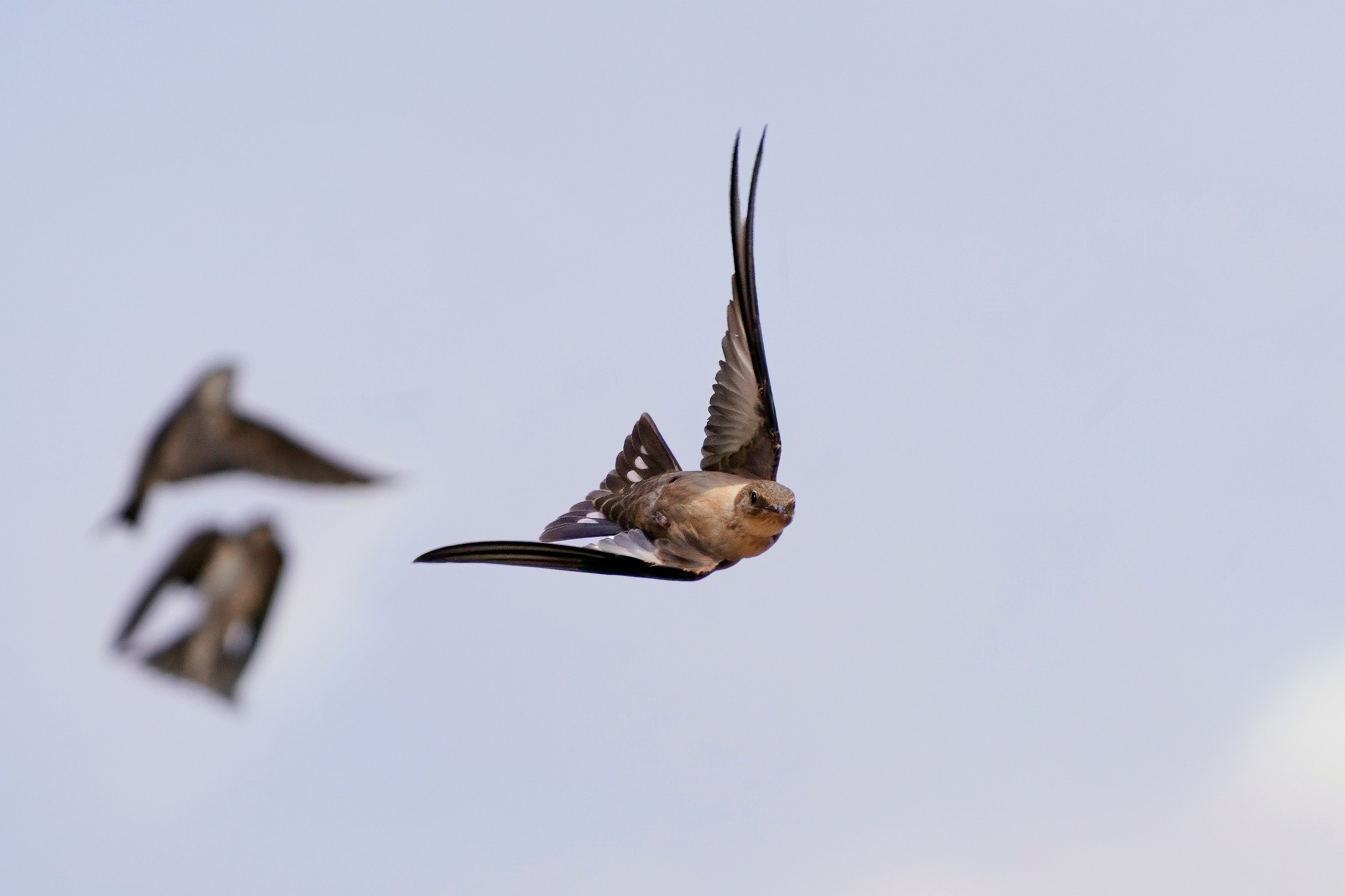 Siamo creature timide - Rondine montana in picchiata