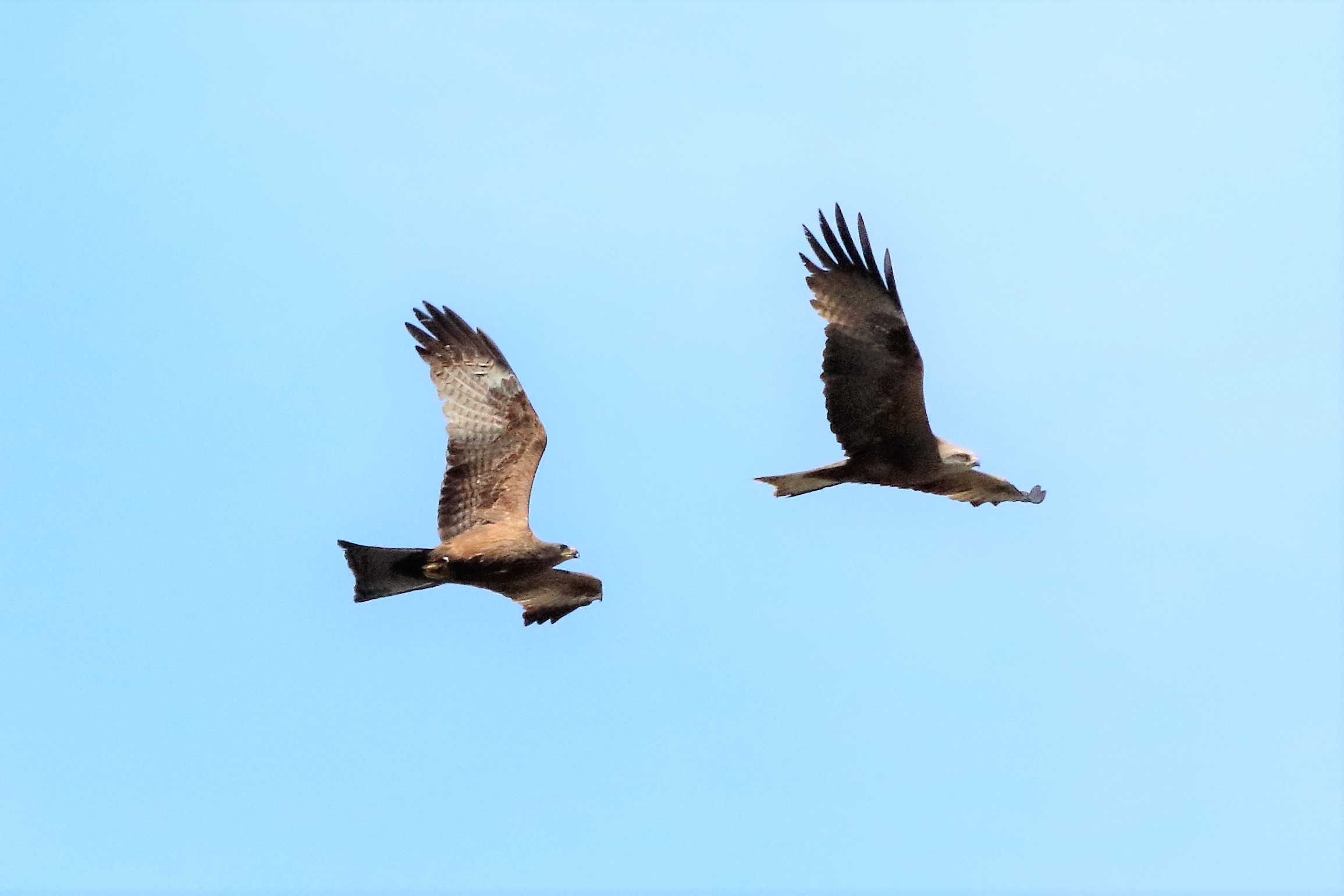 pair of brown kite