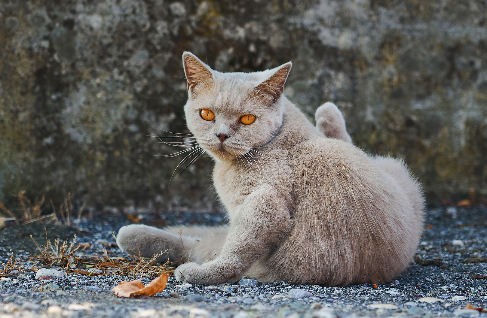 The cat with alien eyes.
